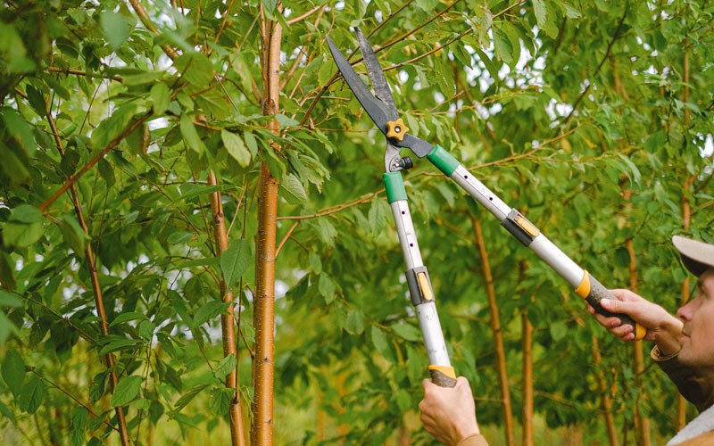 Tree trimming in Unadilla, NY